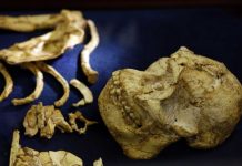 ‘Little Foot’ skeleton goes on display in South Africa 'Little Foot' skeleton goes on display in South Africa