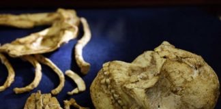 ‘Little Foot’ skeleton goes on display in South Africa 'Little Foot' skeleton goes on display in South Africa