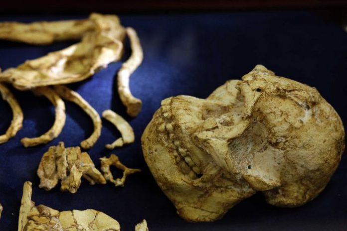 'Little Foot' skeleton goes on display in South Africa