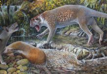New species of extinct lion discovered in Australia, researchers say New species of extinct lion discovered in Australia, finds research