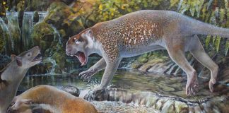 New species of extinct lion discovered in Australia, researchers say New species of extinct lion discovered in Australia, finds research