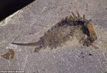 Researchers Describe 500-Million-Year Old Sea Predator Researchers Describe 500-Million-Year Old Sea Predator