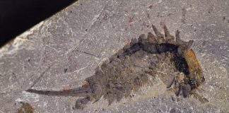 Researchers Describe 500-Million-Year Old Sea Predator Researchers Describe 500-Million-Year Old Sea Predator