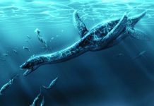 Researchers Find 12 Meter Long Plesiosaur Near Antarctica Researchers Find 12 Meter Long Plesiosaur Near Antarctica