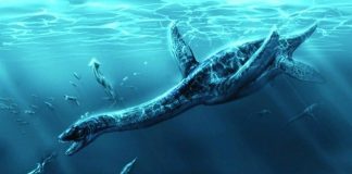 Researchers Find 12 Meter Long Plesiosaur Near Antarctica Researchers Find 12 Meter Long Plesiosaur Near Antarctica
