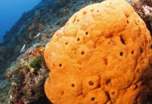 Sponge is the ancestor of all animals, finds new research Sponge is the ancestor of all animals, finds new research