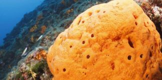 Sponge is the ancestor of all animals, finds new research Sponge is the ancestor of all animals, finds new research