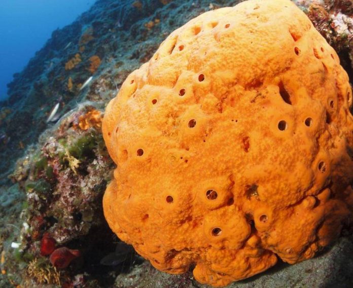 Sponge is the ancestor of all animals, finds new research