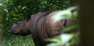 The Sumatran rhinoceros is about to go extinct, researchers say The Sumatran rhinoceros is about to go extinct, researchers say