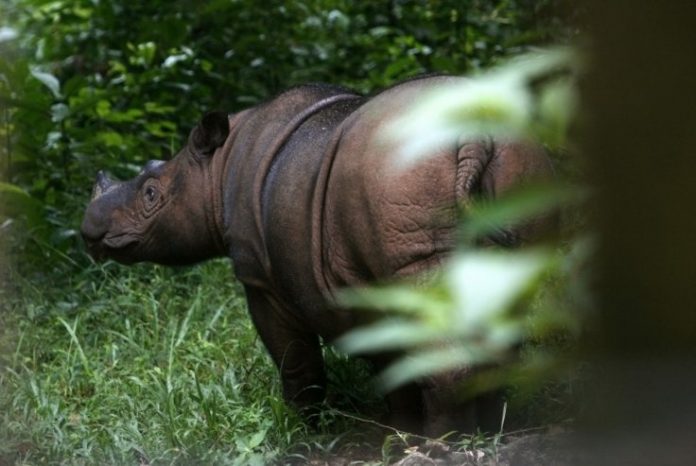 The Sumatran rhinoceros is about to go extinct, researchers say