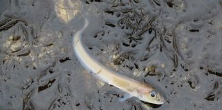 A Lack of Oxygen Is Creating More Ocean “Dead Zones” A Lack of Oxygen Is Creating More Ocean “Dead Zones”