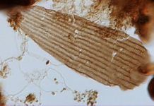 Butterflies live on earth since earlier than we thought, says new study Butterflies live on earth since earlier than we thought, says new research