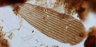 Butterflies live on earth since earlier than we thought, says new study Butterflies live on earth since earlier than we thought, says new research