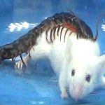 Giant centipedes eat animals 15 times their size Giant centipedes eat animals 15 times their size