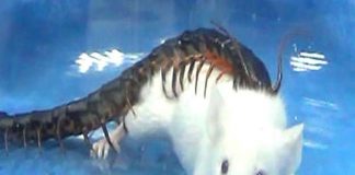 Giant centipedes eat animals 15 times their size Giant centipedes eat animals 15 times their size