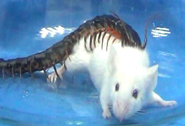 Giant centipedes eat animals 15 times their size