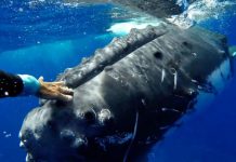 Humpback whale ‘saves’ marine biologist from tiger shark (Video) Humpback whale 'saves' marine biologist from tiger shark (Video)