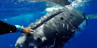 Humpback whale ‘saves’ marine biologist from tiger shark (Video) Humpback whale 'saves' marine biologist from tiger shark (Video)