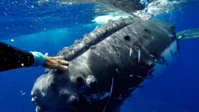 Humpback whale 'saves' marine biologist from tiger shark (Video)
