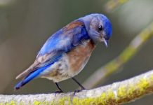 Noise pollution causes chronic stress in birds, finds new research Noise pollution causes chronic stress in birds, finds new research