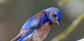 Noise pollution causes chronic stress in birds, finds new research Noise pollution causes chronic stress in birds, finds new research