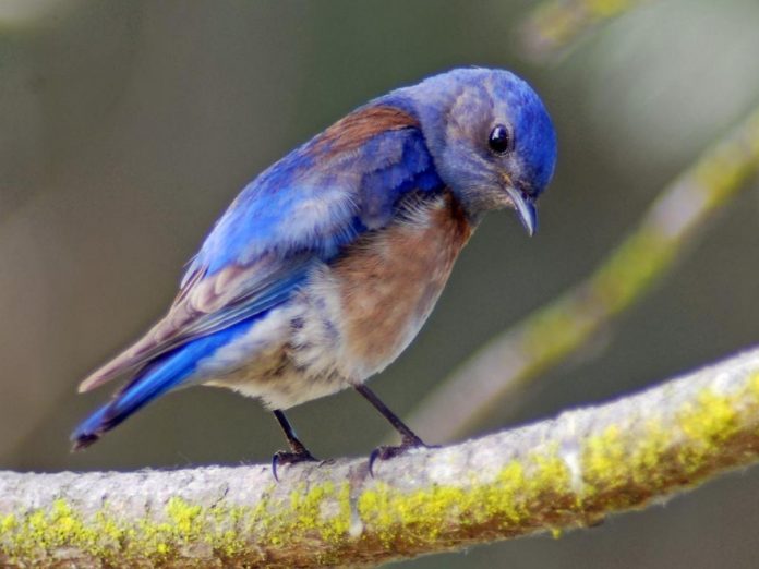 Noise pollution causes chronic stress in birds, finds new research