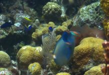 Oceans losing oxygen, can damage marine life, says new research Oceans losing oxygen, can damage marine life, says new research