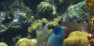 Oceans losing oxygen, can damage marine life, says new research Oceans losing oxygen, can damage marine life, says new research