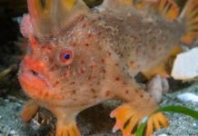 Researchers find new population of near-extinct handfish Researchers find new population of near-extinct handfish