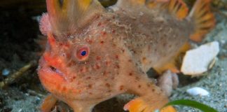 Researchers find new population of near-extinct handfish Researchers find new population of near-extinct handfish