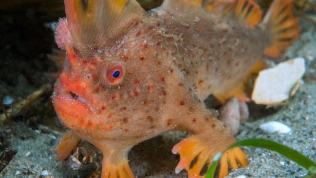 Researchers find new population of near-extinct handfish