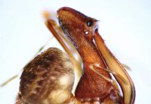 Scientists discover 18 new species of spider eating pelican spiders Scientists discover 18 new species of spider eating pelican spiders