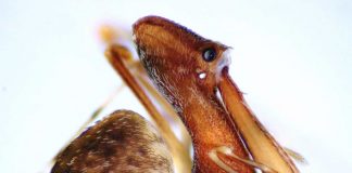 Scientists discover 18 new species of spider eating pelican spiders Scientists discover 18 new species of spider eating pelican spiders