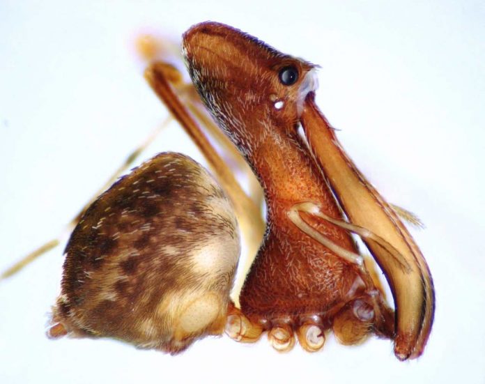 Scientists discover 18 new species of spider eating pelican spiders