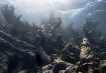 Study: Coral Reefs Are Bleaching Too Frequently to Recover Study: Coral Reefs Are Bleaching Too Frequently to Recover