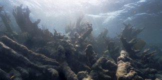 Study: Coral Reefs Are Bleaching Too Frequently to Recover Study: Coral Reefs Are Bleaching Too Frequently to Recover