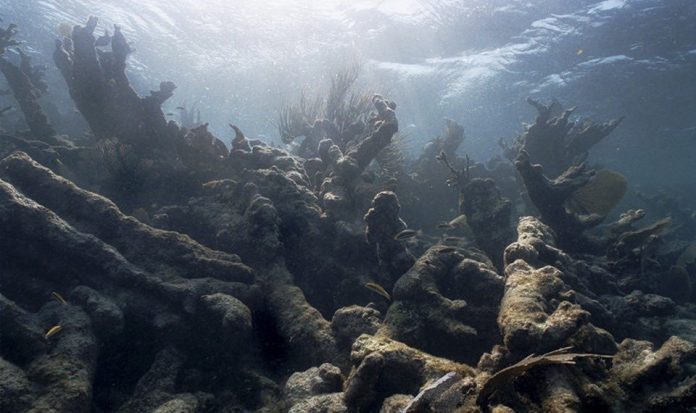 Study: Coral Reefs Are Bleaching Too Frequently to Recover