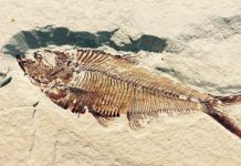 10-Year Old Boy Discovers Ancient Fish Fossil (Details) 10-Year Old Boy Discovers Ancient Fish Fossil, Report