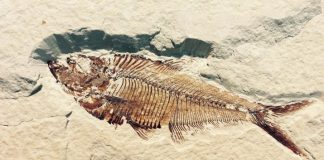 10-Year Old Boy Discovers Ancient Fish Fossil (Details) 10-Year Old Boy Discovers Ancient Fish Fossil, Report