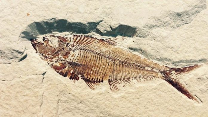 10-Year Old Boy Discovers Ancient Fish Fossil, Report