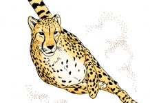 Cheetahs’ Inner Ear is One-of-a-Kind, Vital to High-Speed Hunting Cheetahs' Inner Ear is One-of-a-Kind, Vital to High-Speed Hunting