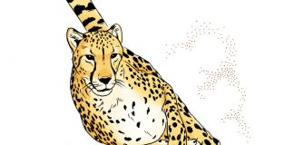 Cheetahs’ Inner Ear is One-of-a-Kind, Vital to High-Speed Hunting Cheetahs' Inner Ear is One-of-a-Kind, Vital to High-Speed Hunting