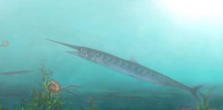 Child aids paleontologists in discovery of new ancient fish Child aids paleontologists in discovery of new ancient fish