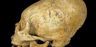 Elongated Skulls Increased Kudos in Ancient Peru, researchers say Elongated Skulls Increased Kudos in Ancient Peru, says new research