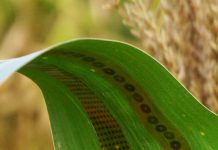 Researchers make wearable sensors for plants Engineers make wearable sensors for plants, enabling measurements of water use in crops