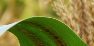 Researchers make wearable sensors for plants Engineers make wearable sensors for plants, enabling measurements of water use in crops