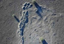 Research: Mammoth prints found by UO group suggest a family trek Research: Mammoth prints found by UO group suggest a family trek