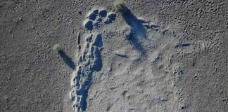 Research: Mammoth prints found by UO group suggest a family trek Research: Mammoth prints found by UO group suggest a family trek