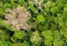 Research: The Amazon Might Be Past the Point of Saving Research: The Amazon Might Be Past the Point of Saving