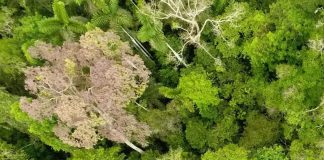 Research: The Amazon Might Be Past the Point of Saving Research: The Amazon Might Be Past the Point of Saving